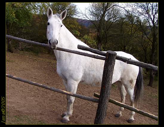 běloušek.jpg