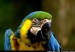 1)papouškové dvojnásobek (samička a sameček) 20000kč