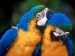 2)papouškové dvojnásobek (2 samečkové) 20000kč 