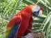 3)papoušek (samička) 10000kč jméno :     :