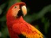 4)papoušek (sameček) 10000kč   :     :